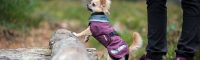 Laat (ex-)puppy’s kennismaken met Pomppa