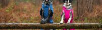 Intelligent dog accessories to battle the soaking rain