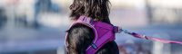 Ontdek de Comfort Walk Go™: het 3D-harnas van DOG Copenhagen￼