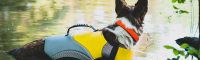 EQDOG brengt 4 keer verkoeling in de zomer￼