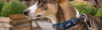 NOHO agency is taking France by storm with DOG Copenhagen