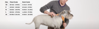DOG Copenhagen: how to with a harness