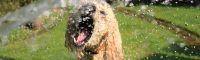 Here’s how to prevent an overheated dog