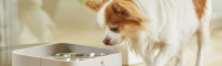DOG Copenhagen pakt verder uit met nieuwe innovaties