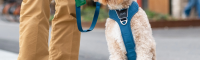 Newest upgrades by DOG Copenhagen