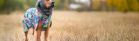 HuppuPomppa: special neck warmer for dogs