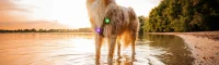 Essential summer accessories for you and your dog