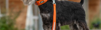 Klaar voor het WK met DOG Copenhagen